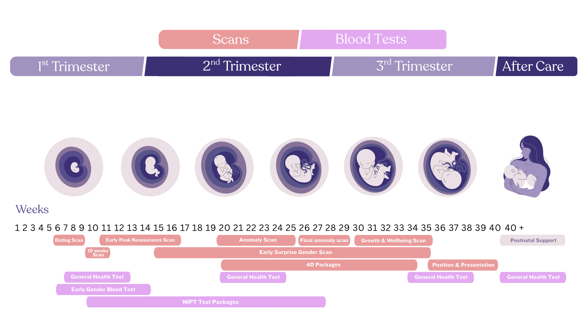 London Pregnancy Clinic Scan timeline